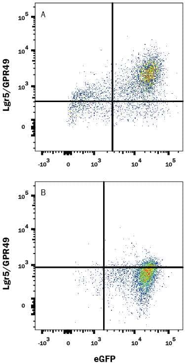 HEK293 human embryonic kidney cell line transfected with either (A) mouse Lgr5/GPR49 or (B) irrelevent transfectants and eGFP was stained with Rat Anti-Mouse Lgr5/GPR49 APC-conjugated Monoclonal Antibody (Catalog # FAB82401A). Quadrant markers were set based on control antibody staining (Catalog # IC013A). View our protocol for Staining Membrane-associated Proteins.