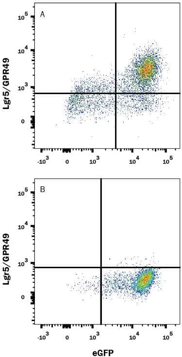 HEK293 human embryonic kidney cell line transfected with either (A) mouse Lgr5/GPR49 or (B) irrelevant transfectants and eGFP was stained with Rat Anti-Mouse Lgr5/GPR49 PE-conjugated Monoclonal Antibody (Catalog # FAB8240P). Quadrant markers were set based on control antibody staining (Catalog # IC013P). View our protocol for Staining Membrane-associated Proteins.