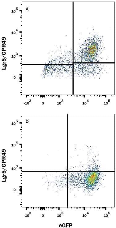 HEK293 human embryonic kidney cell line transfected with either (A) mouse Lgr5/GPR49 or (B) irrelevant transfectants and eGFP was stained with 0.1 µg Rat Anti-Mouse Lgr5/GPR49 Alexa Fluor® 647-conjugated Monoclonal Antibody (Catalog # FAB8240R). Quadrant markers were set based on control antibody staining (Catalog # IC0041R). View our protocol for Staining Membrane-associated Proteins.