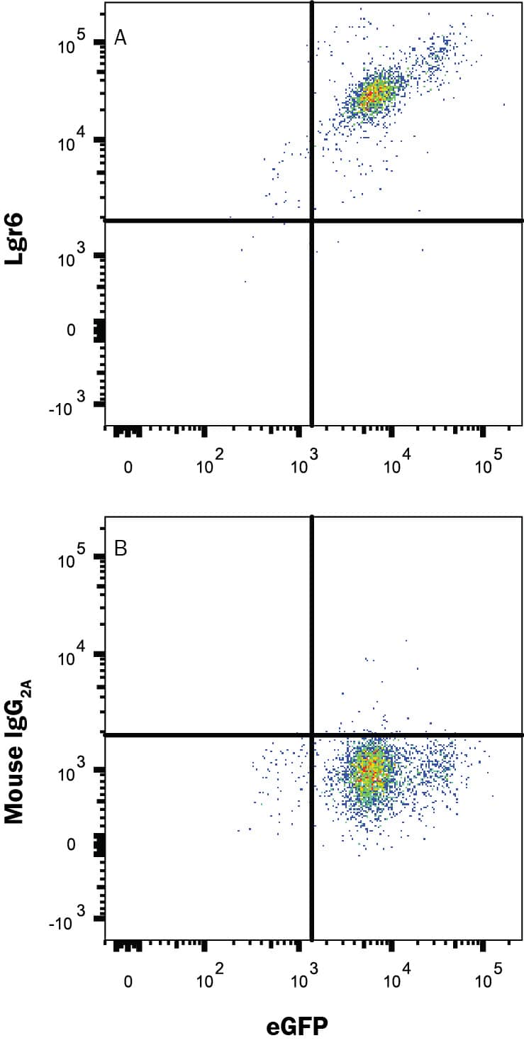 HEK293 human embryonic kidney cell line transfected with human Lgr6 and eGFP was stained with either (A) Mouse Anti-Human Lgr6 PE‑conjugated Monoclonal Antibody (Catalog # FAB84581P) or (B) Mouse IgG2A Isotype Control (Catalog # IC003P). View our protocol for Staining Membrane-associated Proteins.