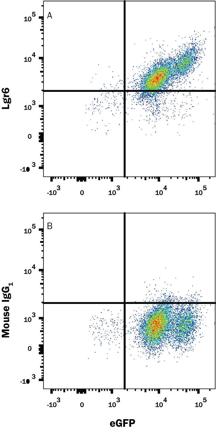 HEK293 human embryonic kidney cell line transfected with human Lgr6 and eGFP was stained with either (A) Mouse Anti-Human Lgr6 Monoclonal Antibody (Catalog # MAB8458R) or (B) Mouse IgG1 Isotype Control (Catalog # MAB002) followed by Allophycocyanin-conjugated Anti-Mouse IgG Secondary Antibody(Catalog # F0101B). View our protocol for Staining Membrane-associated Proteins.