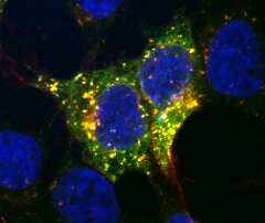 Lgr6 was detected in immersion fixed HEK293 human embryonic kidney cell line transfectants using Mouse Anti-Human Lgr6 Monoclonal Antibody (Catalog # MAB8458R) at 10 µg/mL for 3 hours at room temperature. Cells were stained using the NorthernLights™ 557-conjugated Anti-Mouse IgG Secondary Antibody (red; Catalog # NL007) and counterstained with DAPI (blue). Specific staining was localized to GFP transfectant co-localization. View our protocol for Fluorescent ICC Staining of Cells on Coverslips.