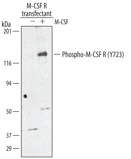 Western blot shows lysates of M-CSF R/CD115-transfected NS0 mouse myeloma cell line untreated (-) or treated (+) with 100 ng/mL Recombinant Human M-CSF/CD115 (Catalog # 216-MC) for 10 minutes. PVDF membrane was probed with 0.5 µg/mL of Rabbit Anti-Human Phospho-M-CSF R/CD115 (Y723) Antigen Affinity-purified Polyclonal Antibody (Catalog # AF3268), followed by HRP-conjugated Anti-Rabbit IgG Secondary Antibody (Catalog # HAF008). A specific band was detected for Phospho-M-CSF R/CD115 (Y723) at approximately 175 kDa (as indicated). This experiment was conducted under reducing conditions and using Immunoblot Buffer Group 1.