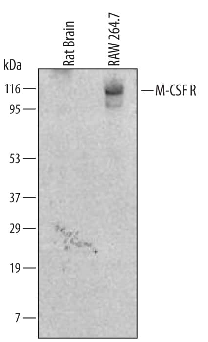 Western blot shows lysates of RAW 264.7 mouse monocyte/macrophage cell line. PVDF membrane was probed with 2 µg/mL of Rat Anti-Mouse M-CSF R/CD115 Monoclonal Antibody (Catalog # MAB38181) followed by HRP-conjugated Anti-Rat IgG Secondary Antibody (Catalog # HAF005). A specific band was detected for M-CSF R/CD115 at approximately 110 kDa (as indicated). This experiment was conducted under reducing conditions and using Immunoblot Buffer Group 1.