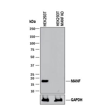 <b>Genetic Strategies Validation. </b>Western blot shows lysates of HEK293T human embryonic kidney parental cell line and MANF knockout HEK293T cell line (KO). PVDF membrane was probed with 1 µg/mL of Goat Anti-Human MANF Antigen Affinity-purified Polyclonal Antibody (Catalog # AF3748) followed by HRP-conjugated Anti-Goat IgG Secondary Antibody (Catalog # HAF017). A specific band was detected for MANF at approximately 17 kDa (as indicated) in the parental HEK293T cell line, but is not detectable in knockout HEK293Tcell line. GAPDH (Catalog # AF5718) is shown as a loading control. This experiment was conducted under reducing conditions and using Immunoblot Buffer Group 1.