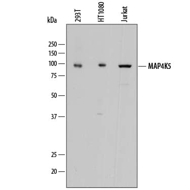 Western blot shows lysates of 293T human embryonic kidney cell line, HT1080 human fibrosarcoma cell line, and Jurkat human acute T cell leukemia cell line. PVDF membrane was probed with 1 µg/mL of Sheep Anti-Human MAP4K5 Antigen Affinity-purified Polyclonal Antibody (Catalog # AF8007) followed by HRP-conjugated Anti-Sheep IgG Secondary Antibody (Catalog # HAF016). A specific band was detected for MAP4K5 at approximately 95 kDa (as indicated). This experiment was conducted under reducing conditions and using Immunoblot Buffer Group 1.