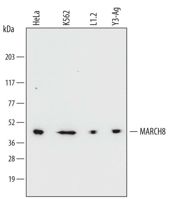 Western blot shows lysates of HeLa human cervical epithelial carcinoma cell line, K562 human chronic myelogenous leukemia cell line, L1.2 mouse pro-B cell line, and Y3-Ag rat myeloid cell line. PVDF membrane was probed with 0.1 µg/mL of Mouse Anti-Human/Mouse/Rat MARCH8 Monoclonal Antibody (Catalog # MAB6969) followed by HRP-conjugated Anti-Mouse IgG Secondary Antibody (Catalog # HAF007). A specific band was detected for MARCH8 at approximately 40 kDa (as indicated). This experiment was conducted under reducing conditions and using Immunoblot Buffer Group 1.