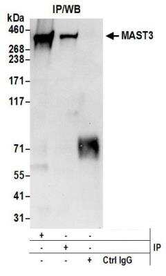 MAST3 Antibody (NBP2-37755): Novus Biologicals