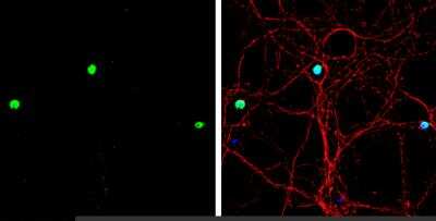 Immunocytochemistry/Immunofluorescence: MATH1 Antibody [NBP1-31318] - DIV9 rat E18 primary hippocampal neuron cells were fixed in 4% paraformaldehyde at RT for 15 min. Green: MATH1 stained by MATH1 antibody [C2C3], C-term  diluted at 1:500. Red: beta Tubulin 3/ Tuj1, stained by beta Tubulin 3/ Tuj1 antibody [11710] (NBP2-43559) diluted at 1:500. Blue: Fluoroshield with DAPI.  