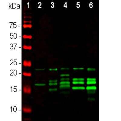 Western Blot: MBP Antibody [NBP2-50035] - Analysis of different tissue lysates using chicken pAb to MBP, NBP2-50035, dilution 1:10,000 in green: [1] protein standard (red), [2] rat brain, [3] rat spinal cord, [4] rat sciatic nerve, [5] mouse brain, and [6] mouse spinal cord. Multiple bands between 14-21.5kDa correspond to various alternate transcripts of the single MBP gene.