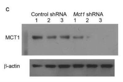 MCT1/SLC16A1 Antibody - BSA Free (NBP1-59656): Novus Biologicals