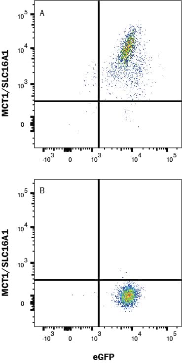 Mouse Anti-Human MCT1/SLC16A1 APC-conjugated Monoclonal Antibody (Catalog # FAB8275A) was detected in (A) HEK293 human embryonic kidney cell line transfected with human MCT1/SLC16A1 and eGFP or (B) Irrelevant transfectants.  Quadrant markers were set based on control antibody staining (IC003A). View our protocol for Staining Membrane-associated Proteins.