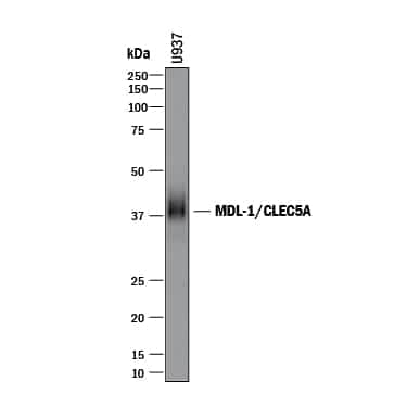 Western blot shows lysates of U937 human histiocytic lymphoma cell line. PVDF membrane was probed with 1 µg/mL of Goat Anti-Human MDL-1/CLEC5A Antigen Affinity-purified Polyclonal Antibody (Catalog # AF2384) followed by HRP-conjugated Anti-Goat IgG Secondary Antibody (Catalog # HAF017). A specific band was detected for MDL-1/CLEC5A at approximately 37-40 kDa (as indicated). This experiment was conducted under reducing conditions and using Immunoblot Buffer Group 1.