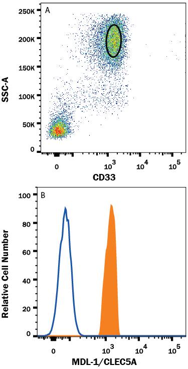 Human peripheral blood granulocytes were stained with (A) Mouse Anti-Human Siglec-3/CD33 PE-conjugated Monoclonal Antibody (Catalog # FAB1137P) and (B) Mouse Anti-Human MDL-1/CLEC5A APC-conjugated Monoclonal Antibody (Catalog # FAB2384A, filled histogram) or isotype control antibody (Catalog # IC0041A, open histogram). View our protocol for Staining Membrane-associated Proteins.