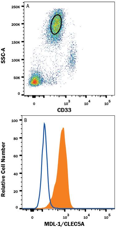 Human peripheral blood granulocytes were stained with (A) Mouse Anti-Human Siglec-3/CD33 PE-conjugated Monoclonal Antibody (Catalog # FAB1137P) and (B) Mouse Anti-Human MDL-1/CLEC5A Alexa Fluor® 488-conjugated Monoclonal Antibody (Catalog # FAB2384G, filled histogram) or isotype control antibody (Catalog # IC0041G, open histogram). View our protocol for Staining Membrane-associated Proteins.