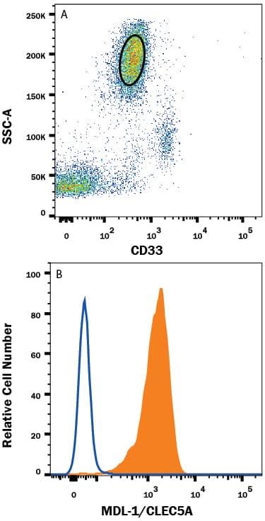 Human peripheral blood granulocytes were stained with (A) Mouse Anti-Human Siglec-3/CD33 APC-conjugated Monoclonal Antibody (Catalog # FAB1137A) and (B) Mouse Anti-Human MDL-1/CLEC5A PE-conjugated Monoclonal Antibody (Catalog # FAB2384P, filled histogram) or isotype control antibody (Catalog # IC0041P, open histogram). View our protocol for Staining Membrane-associated Proteins.