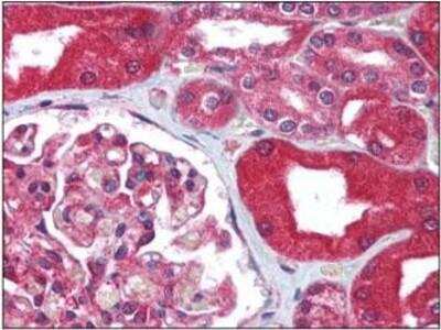 Immunohistochemistry-Paraffin: MDR1/ABCB1 Antibody [NB100-80870] - Staining of human kidney tissue after heat-induced antigen retrieval. Antibody concentration 5 ug/ml.