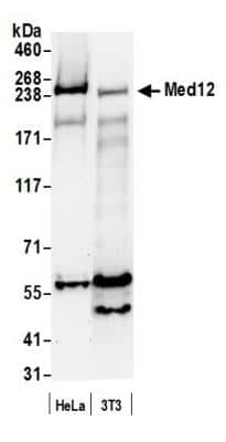 Western Blot: MED12 Antibody [NB100-2357] - Detection of Human and Mouse Med12 by Western Blot. Samples: Whole cell lysate (50 ug) from HeLa and mouse NIH3T3 cells prepared using NETN lysis buffer. Antibody: Affinity purified rabbit anti-Med12 antibody NB100-2357 used for WB at 0.1 ug/ml. Detection: Chemiluminescence with an exposure time of 30 seconds.