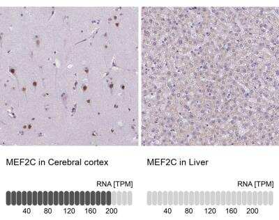 Immunohistochemistry-Paraffin: MEF2C Antibody [NBP1-89468] - Analysis of human cerebral cortex and liver tissues. Corresponding MEF2C RNA-seg data are presented for the same tissues.