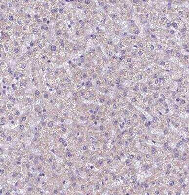 Immunohistochemistry-Paraffin: MEF2C Antibody [NBP1-89468] - Staining of human liver shows no postivity in hepatocytes as expected.