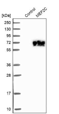 Western Blot: MEF2C Antibody [NBP1-89468] - Analysis in control (vector only transfected HEK293T lysate) and MEF2C over-expression lysate (Co-expressed with a C-terminal myc-DDK tag (3.1 kDa) in mammalian HEK293T cells).