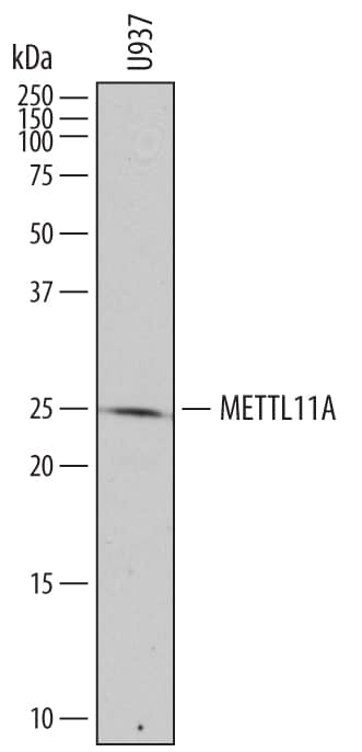 Western blot shows lysates of U937 human histiocytic lymphoma cell line. PVDF membrane was probed with 2 µg/mL of Sheep Anti-Human a-N-terminal Methyltransferase 1A/METTL11A Antigen Affinity-purified Polyclonal Antibody (Catalog # AF7159) followed by HRP-conjugated Anti-Sheep IgG Secondary Antibody (Catalog # HAF016). A specific band was detected for a-N-terminal Methyltransferase 1A/ METTL11A at approximately 25 kDa (as indicated). This experiment was conducted under reducing conditions and using Immunoblot Buffer Group 1.