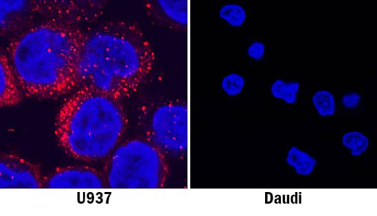 MICL/CLEC12A was detected in immersion fixed U937 human histiocytic lymphoma cell line (left panel; positive staining) and Daudi human Burkitt's lymphoma cell line (right panel; negative staining) using Rabbit Anti-Human MICL/CLEC12A Monoclonal Antibody (Catalog # MAB29461) at 3 µg/mL for 3 hours at room temperature. Cells were stained using the NorthernLights™ 557-conjugated Anti-Rabbit IgG Secondary Antibody (red; Catalog # NL004) and counterstained with DAPI (blue). Specific staining was localized to cytoplasm. View our protocol for Fluorescent ICC Staining of Non-adherent Cells.