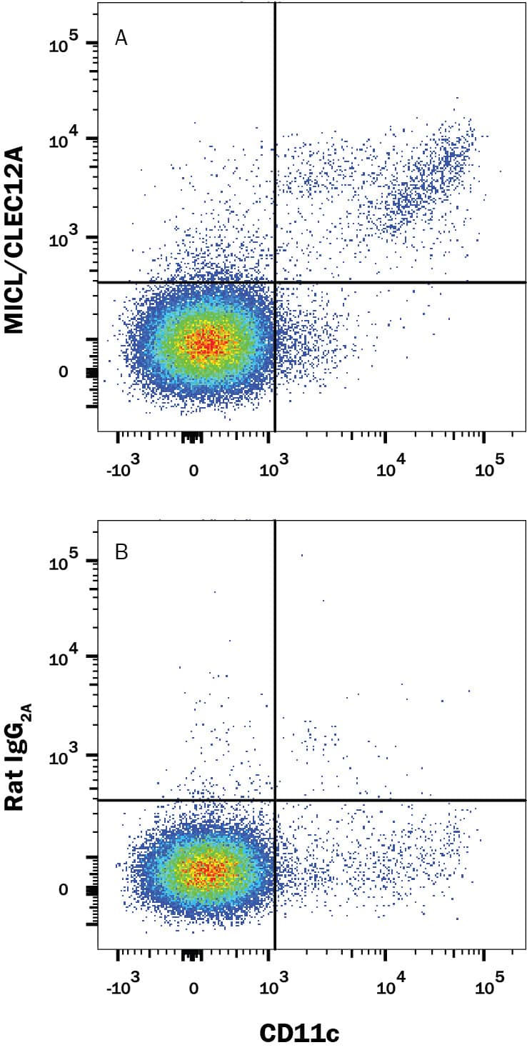 Mouse splenocytes were stained with either (A) Rat Anti-Mouse MICL/CLEC12A Monoclonal Antibody (Catalog # MAB2950) or (B) Rat IgG2A Isotype Control (Catalog # MAB006) followed by Goat Anti-Rat PE-conjugated secondary antibody (Catalog # F0105B) and Rat Anti-Mouse CD11c APC-conjugated Monoclonal Antibody (Catalog # FAB69501A). Cells were first gated on Rat Anti-Mouse CD8 alpha Alexa Fluor® 488-conjugated Monoclonal Antibody-positive cells (Catalog # FAB116G, not shown) . View our protocol for Staining Membrane-associated Proteins.