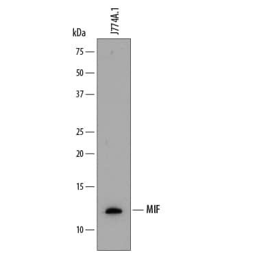 Western blot shows lysates of J774A.1 mouse reticulum cell sarcoma macrophage cell line. PVDF membrane was probed with 1 µg/mL of Rat Anti-Mouse/Rat MIF Monoclonal Antibody (Catalog # MAB19781) followed by HRP-conjugated Anti-Rat IgG Secondary Antibody (Catalog # HAF005). A specific band was detected for MIF at approximately 12 kDa (as indicated). This experiment was conducted under reducing conditions and using Immunoblot Buffer Group 1.