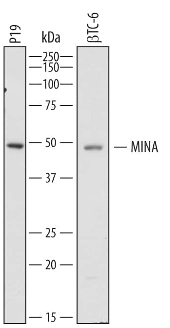 Western blot shows lysates of P19 mouse embryonal carcinoma cell line and  beta TC-6 mouse beta cell insulinoma cell line. PVDF membrane was probed with 1 µg/mL of Sheep Anti-Mouse MINA Antigen Affinity-purified Polyclonal Antibody (Catalog # AF7266) followed by HRP-conjugated Anti-Sheep IgG Secondary Antibody (Catalog # HAF016). A specific band was detected for MINA at approximately 50 kDa (as indicated). This experiment was conducted under reducing conditions and using Immunoblot Buffer Group 1.
