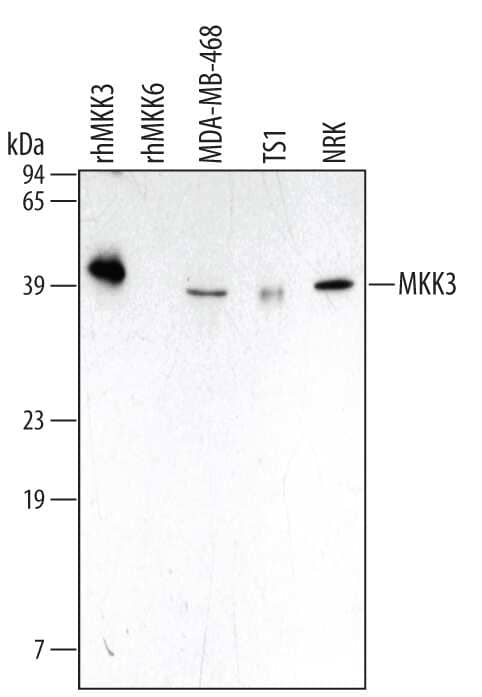 Western blot shows lysates of MDA-MB-468 human breast cancer cell line, TS1 mouse helper T cell line, and NRK rat normal kidney cell. PVDF membrane was probed with 1 µg/mL Mouse Anti-Human/Mouse/Rat MKK3 Monoclonal Antibody (Catalog # MAB2515) followed by HRP-conjugated Anti-Mouse IgG Secondary Antibody (Catalog # HAF007). For additional reference, recombinant human MKK3 and MKK6 (2 ng/lane) were included. A specific band for MKK3 was detected at approximately 40 kDa (as indicated). This experiment was conducted under reducing conditions and using Immunoblot Buffer Group 1.