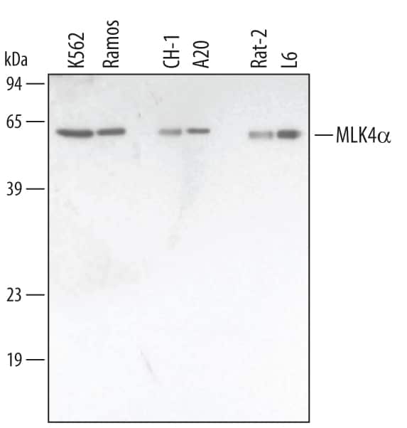Western blot shows lysates of K562 human chronic myelogenous leukemia cell line, Ramos human Burkitt's lymphoma cell line, A20 mouse B cell lymphoma cell line, CH-1 mouse B cell lymphoma cell line, Rat-2 rat embryonic fibroblast cell line, and L6 rat myoblast cell line. PVDF membrane was probed with 1 µg/mL of Human/Mouse/Rat MLK4a Antigen Affinity-purified Polyclonal Antibody (Catalog # AF3435) followed by HRP-conjugated Anti-Rabbit IgG Secondary Antibody (Catalog # HAF008). A specific band was detected for MLK4a at approximately 62 kDa (as indicated). This experiment was conducted under reducing conditions and using Immunoblot Buffer Group 1.