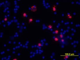 MMP-9 was detected in immersion fixed mouse splenocytes using Goat Anti-Mouse MMP-9 Biotinylated Antigen Affinity-purified Polyclonal Antibody (Catalog # BAF909) at 10 µg/mL for 3 hours at room temperature. Cells were stained using the NorthernLights™ 557-conjugated Streptavidin (red; Catalog # NL999) and counterstained with DAPI (blue). View our protocol for Fluorescent ICC Staining of Non-adherent Cells.