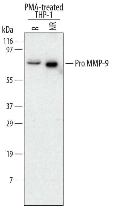 Western blot shows lysates of THP-1 human acute monocytic leukemia cell line stimulated with 100 ng/ml PMA for 24 hours under reducing (R) and non-reducing (NR) conditions. PVDF membrane was probed with 2 µg/mL Mouse Anti-Human Pro MMP-9 Monoclonal Antibody (Catalog # MAB9111) followed by HRP-conjugated Anti-Mouse IgG Secondary Antibody (Catalog # HAF007). A specific band for Pro MMP-9 was detected at approximately 85-95 kDa (as indicated). This experiment was conducted under reducing conditions and using Immunoblot Buffer Group 1.