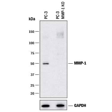 <b>Genetic Strategies Validation. </b>Western blot shows lysates of PC-3 human prostate cancer parental cell line and MMP-1 knockout PC-3 cell line (KO). PVDF membrane was probed with 2 µg/mL of Mouse Anti-Human MMP-1 Monoclonal Antibody (Catalog # MAB901R) followed by HRP-conjugated Anti-Mouse IgG Secondary Antibody (Catalog # HAF018). A specific band was detected for MMP-1 at approximately 50 kDa (as indicated) in the parental PC-3 cell line, but is not detectable in knockout PC-3 cell line. GAPDH (Catalog # AF5718) is shown as a loading control. This experiment was conducted under reducing conditions and using Immunoblot Buffer Group 1.