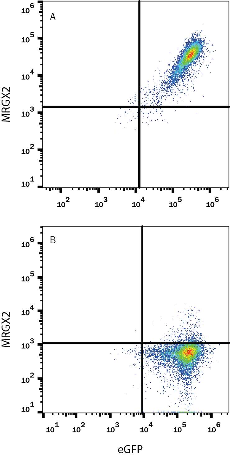 HEK293 human embryonic kidney cell line transfected with A) human MRGX2 or B) irrelevant transfectant and eGFP, was stained with Alexa Fluor® 647-conjugated Mouse Anti-Human MRGX2 Monoclonal Antibody (Catalog # IC4727R). Quadrant markers were set based on control antibody staining (Catalog # IC003R). View our protocol for Staining Membrane-associated Proteins.