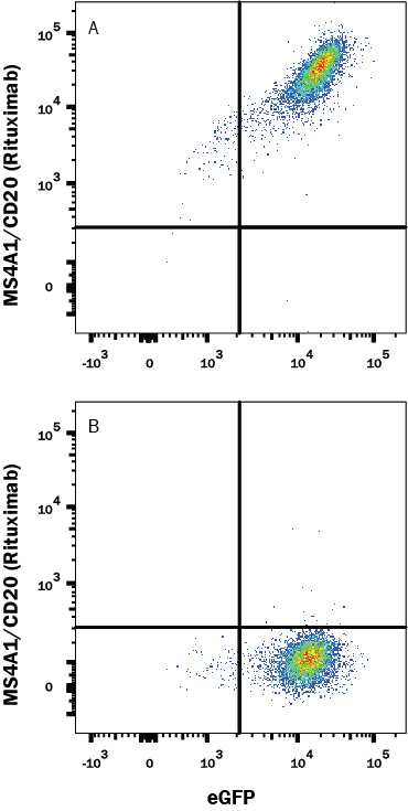 HEK293 Human cell line transfected with (A) Human MS4A1/CD20 or (B) irrelevant transfectants and eGFP was stained with Human Anti-Human MS4A1/CD20 (Rituximab Biosimilar) Biotinylated Monoclonal Antibody (Catalog # FAB9575B) followed by APC-conjugated Streptavidin (Catalog # F0050). View our protocol for Staining Membrane-associated Proteins.