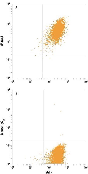 HEK293 human embryonic kidney cell line transfected with human MS4A4A and eGFP was stained with either (A) Mouse Anti-Human MS4A4A PE-conjugated Monoclonal Antibody (Catalog # FAB7797P) or (B) Mouse IgG2BPhycoerythrin Isotype Control (Catalog # IC0041P). View our protocol for Staining Membrane-associated Proteins.