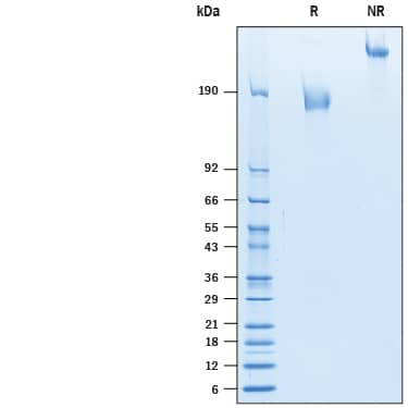 2 μg/lane of Recombinant Human MUC-1 Fc Chimera (Catalog # 10332-MU) was  resolved with SDS-PAGE under reducing (R) and non-reducing (NR)  conditions and visualized by Coomassie® Blue staining, showing bands at 157-192 kDa and 310-380 kDa, respectively.