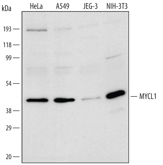 Western blot shows nuclear extracts of HeLa human cervical epithelial carcinoma cell line, A549 human lung carcinoma cell line, JEG-3 human epithelial choriocarcinoma cell line, and NIH-3T3 mouse embryonic fibroblast cell line. PVDF membrane was probed with 1 µg/mL of Human/Mouse MYCL1/L-Myc Antigen Affinity-purified Polyclonal Antibody (Catalog # AF4050) followed by HRP-conjugated Anti-Goat IgG Secondary Antibody (Catalog # HAF109). A specific band was detected for MYCL1/L-Myc at approximately 40 kDa (as indicated). This experiment was conducted under reducing conditions and using Immunoblot Buffer Group 2.