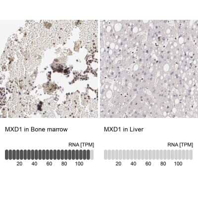 Immunohistochemistry-Paraffin: Mad Antibody [NBP1-89979] - Staining in human bone marrow and liver tissues using anti-MXD1 antibody. Corresponding MXD1 RNA-seq data are presented for the same tissues.