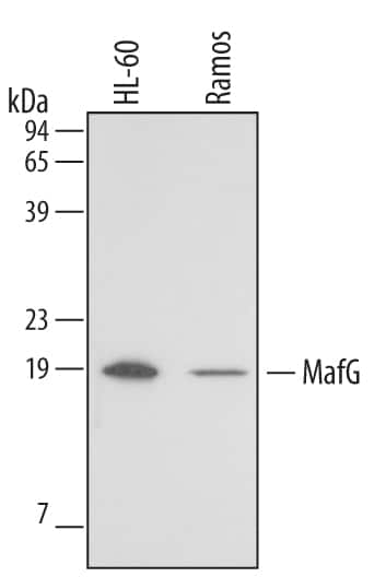 Western blot shows lysates of HL-60 human acute promyelocytic leukemia cell line and Ramos human Burkitt's lymphoma cell line. PVDF membrane was probed with 1 µg/mL Mouse Anti-Human MafG Monoclonal Antibody (Catalog # MAB3924) followed by HRP-conjugated Anti-Mouse IgG Secondary Antibody (Catalog # HAF007). A specific band for MafG was detected at approximately 18 kDa (as indicated). This experiment was conducted under reducing conditions and using Immunoblot Buffer Group 1.