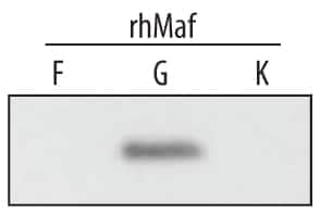 Western blot shows recombinant human MafF, MafG, and MafK (5 ng/lane). PVDF membrane was probed with 1 µg/mL Mouse Anti-Human MafG Monoclonal Antibody (Catalog # MAB3924) followed by HRP-conjugated Anti-Mouse IgG Secondary Antibody (Catalog # HAF007). A specific band for MafG was detected at approximately 18 kDa. This experiment was conducted under reducing conditions and using Immunoblot Buffer Group 1.
