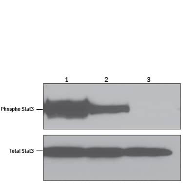 Bioactivity Meteorin-like/METRNL [Unconjugated]