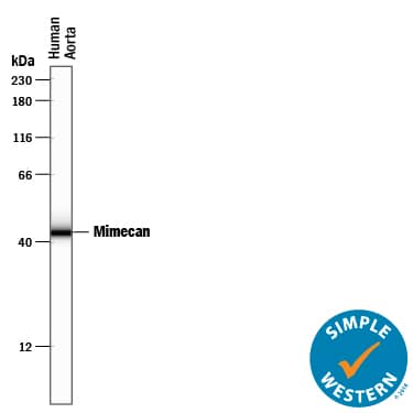 Simple Western lane view shows lysates of human heart (aorta) tissue, loaded at 0.2 mg/mL. A specific band was detected for Mimecan at approximately 44 kDa (as indicated) using 10 µg/mL of Goat Anti-Human Mimecan Antigen Affinity-purified Polyclonal Antibody (Catalog # AF2660) followed by 1:50 dilution of HRP-conjugated Anti-Goat IgG Secondary Antibody (Catalog # HAF109). This experiment was conducted under reducing conditions and using the 12-230 kDa separation system. 