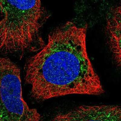 Mitofusin 1 Antibody (NBP2-57125): Novus Biologicals