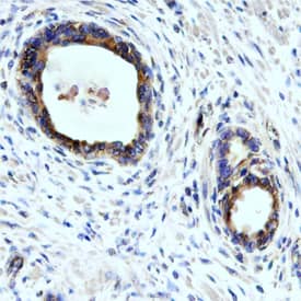 Immunohistochemistry Mrc2 Antibody