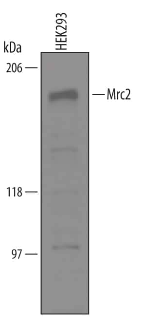 Western Blot Mrc2 Antibody