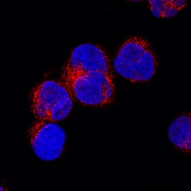 Musashi-2 was detected in immersion fixed MOLT-4 human acute lymphoblastic leukemia cell line using Goat Anti-Human Musashi-2 Biotinylated Antigen Affinity-purified Polyclonal Antibody (Catalog # BAF3255) at 15 µg/mL for 3 hours at room temperature. Cells were stained using the NorthernLights™ 557-conjugated Streptavidin (red; Catalog # NL999) and counterstained with DAPI (blue). Specific staining was localized to cytoplasm. View our protocol for Fluorescent ICC Staining of Non-adherent Cells.