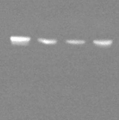 Western Blot: Myosin 1B Antibody [NBP1-87739] - Lysates of mouse whole brain in different developmental stages. Antibody at 1:1000. Molecular weight of the protein is around 130-140 KDa. Image submitted by a verified customer review 
